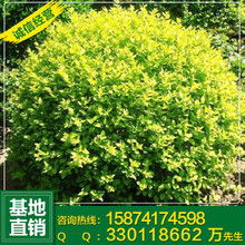 精品苗木圖片鑒賞 綠意盎然的生命藝術(shù)